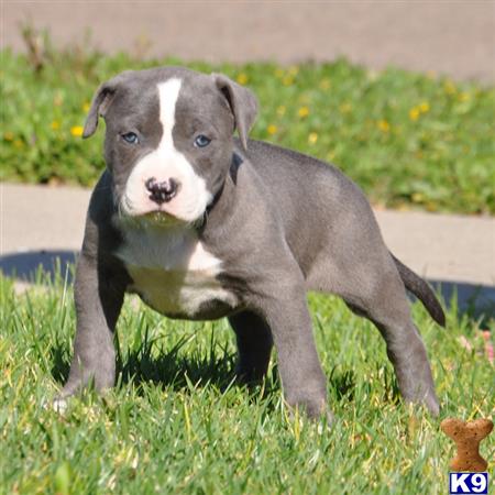 american pit bull puppy posted by Pitbulls for Sale